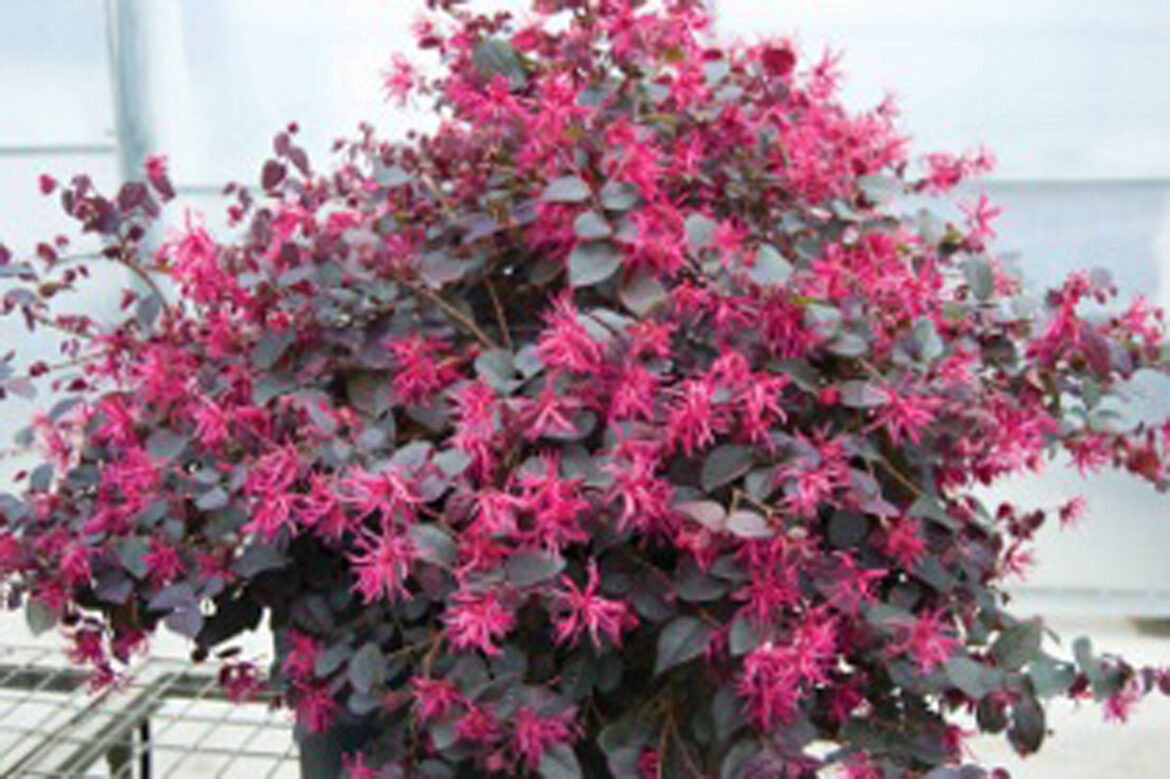 Quand tailler Loropetale de Chine ?