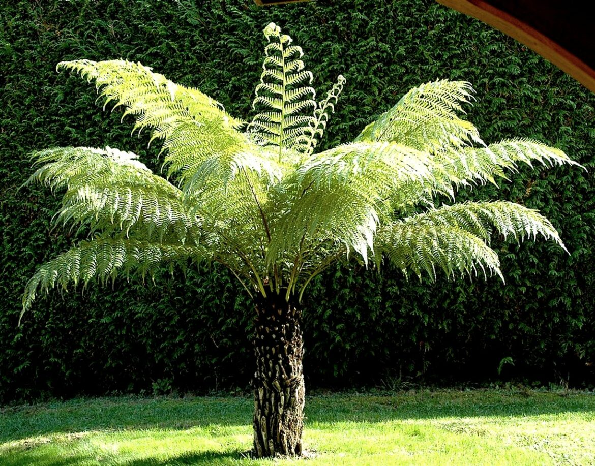 Quand tailler la fougère arborescente ?