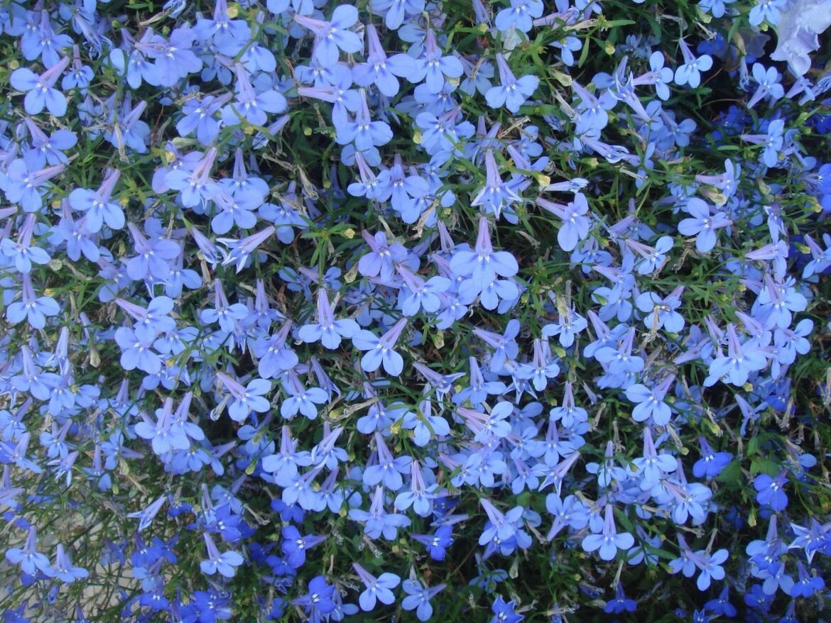 Quand tailler le Lobelia ?