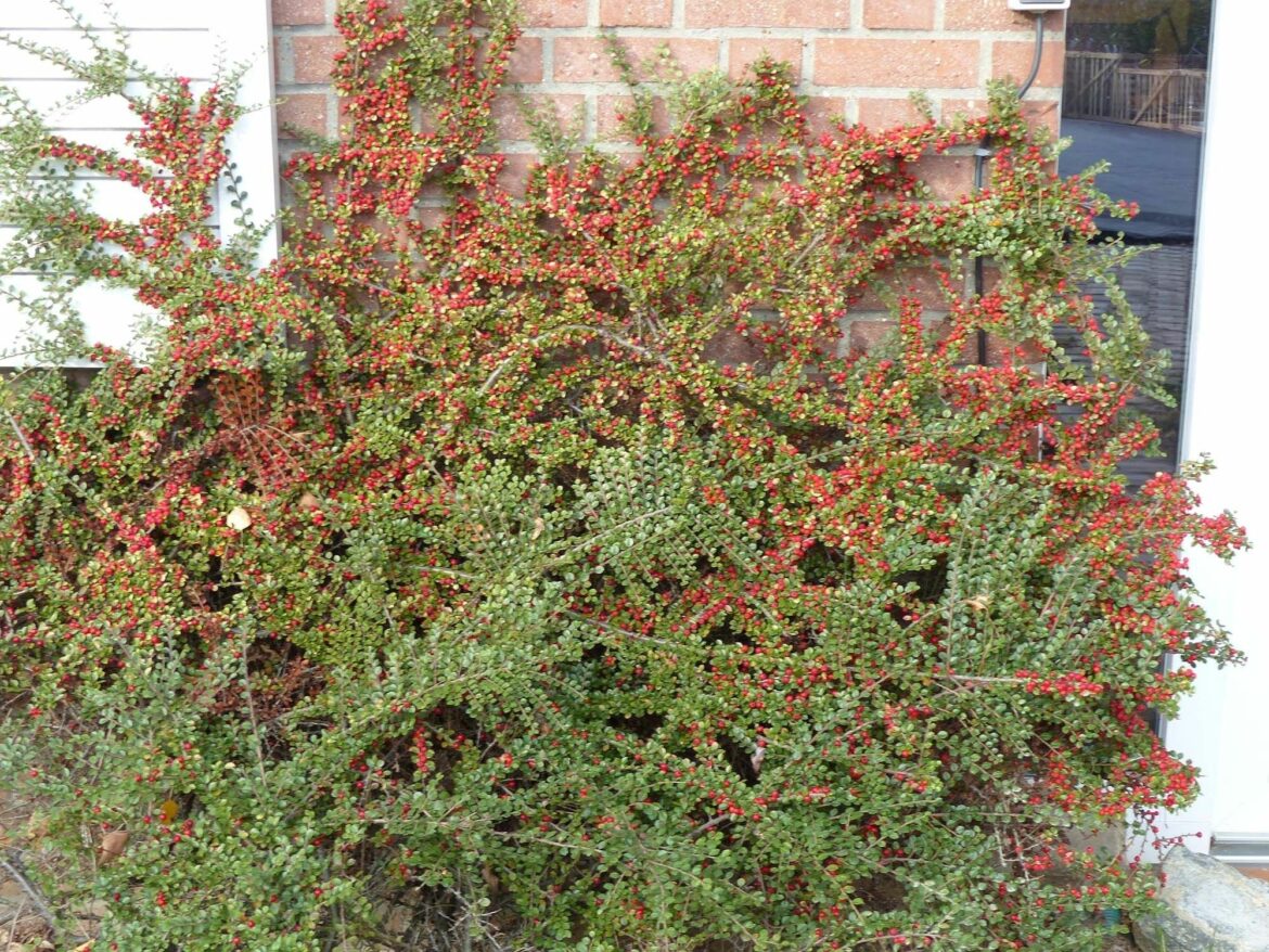 Quand tailler le cotoneaster rampant ?