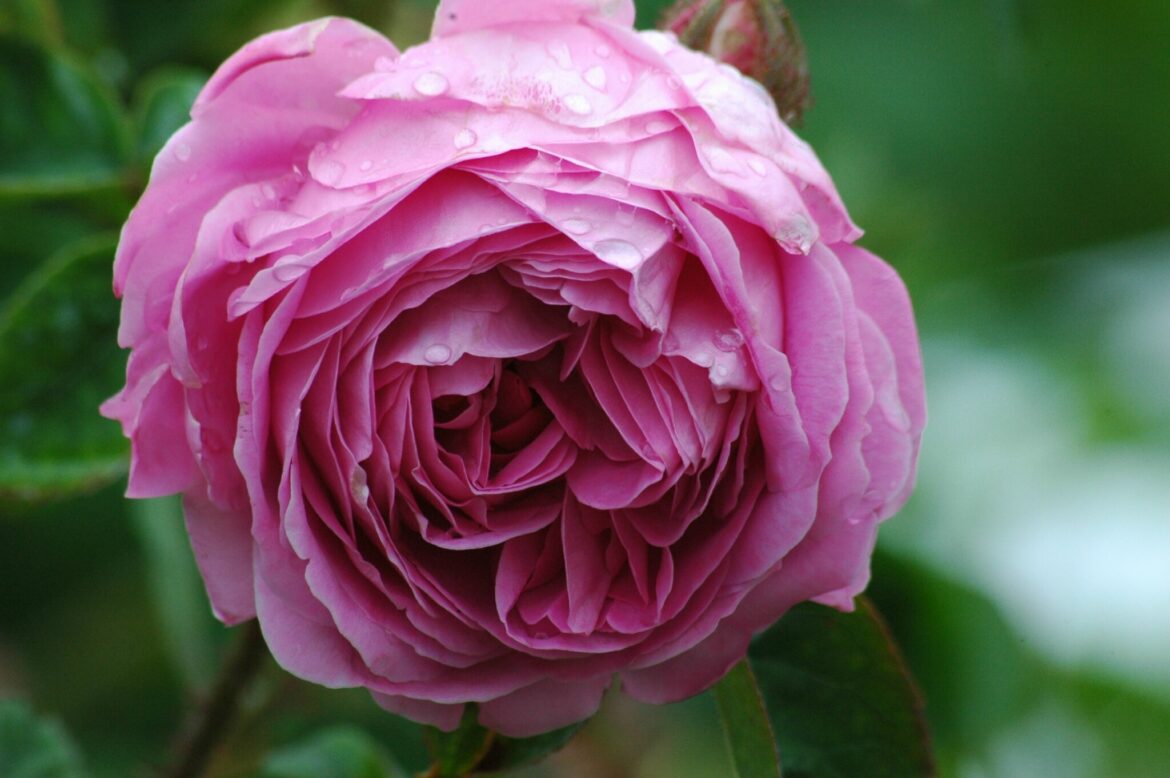 Quand tailler le rosier centifolia ?