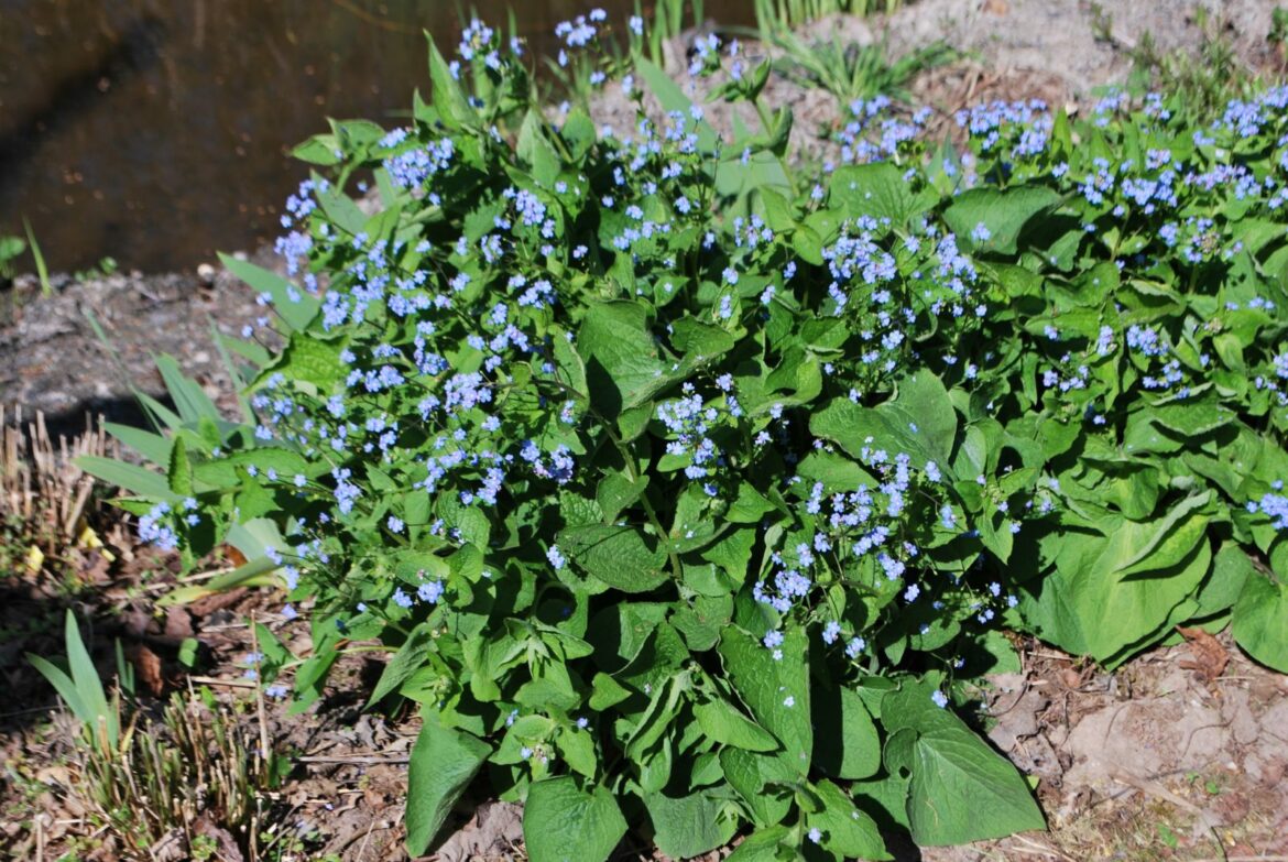 Quand tailler les Persicaires ?