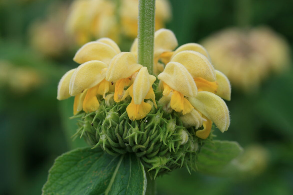 Quand tailler les Phlomis ?