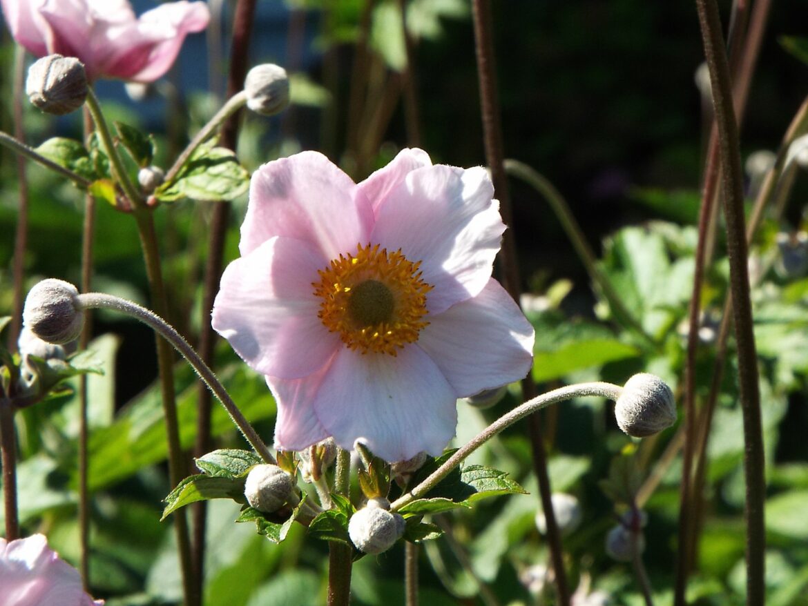 Quand tailler les anémones ?