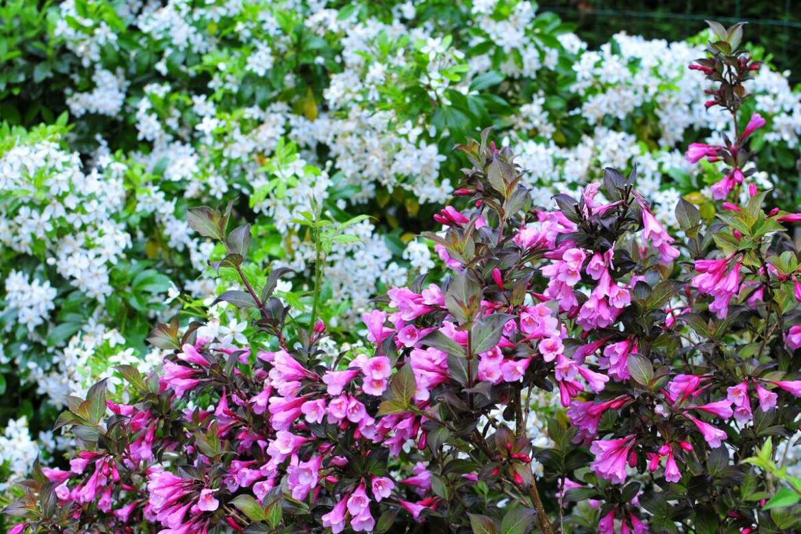 Quand tailler les arbres qui fleurissent au printemps ?
