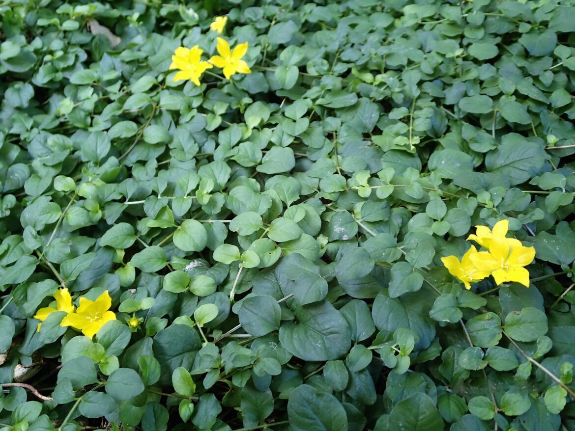 Quand tailler les corbeilles d'argent ?