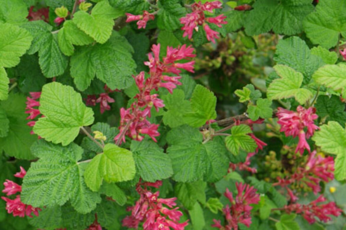Quand tailler les groseilliers à fleurs ?