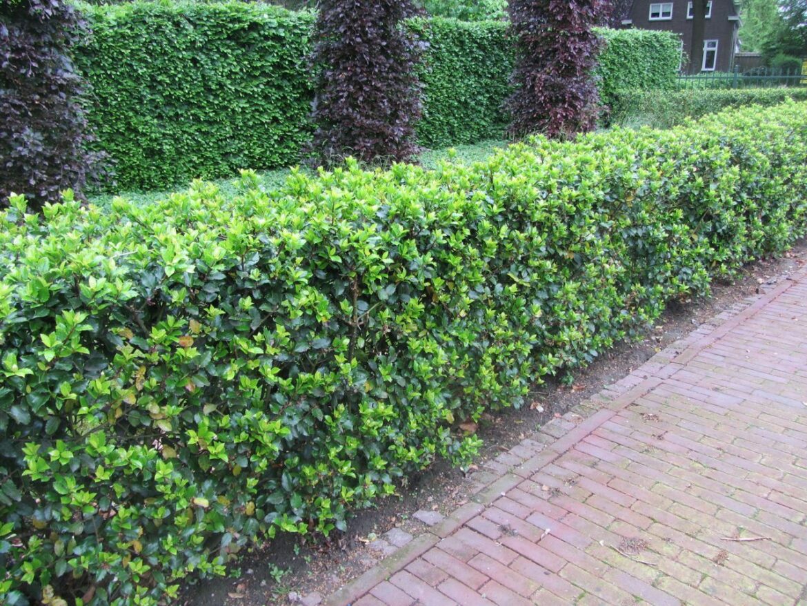 Quand tailler les osmanthus ?