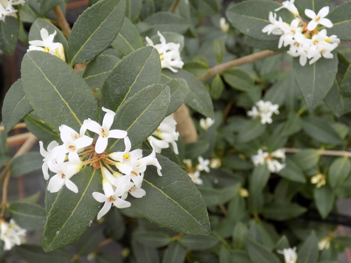 Quand tailler les osmanthus ?