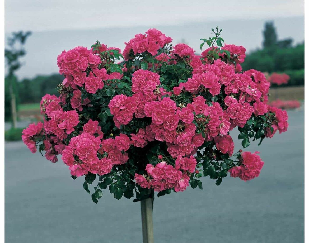 Quand tailler les rosiers sur tige ?