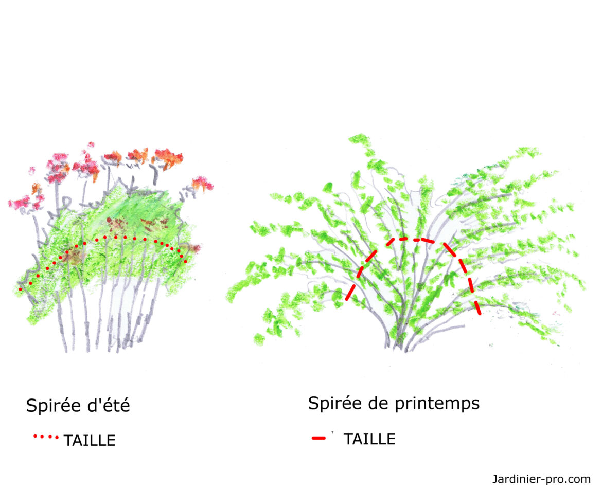 Quand tailler spirée d'été ?