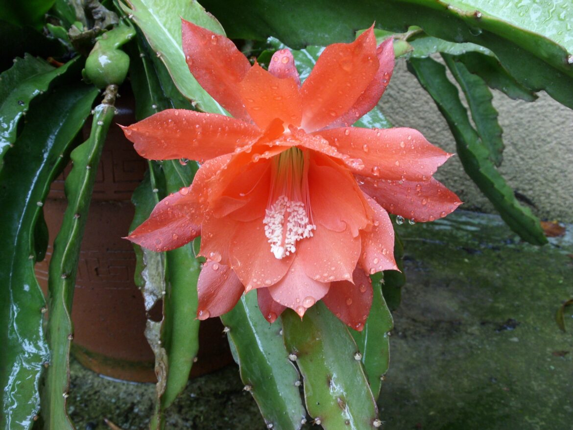 Quand tailler un epiphyllum ?