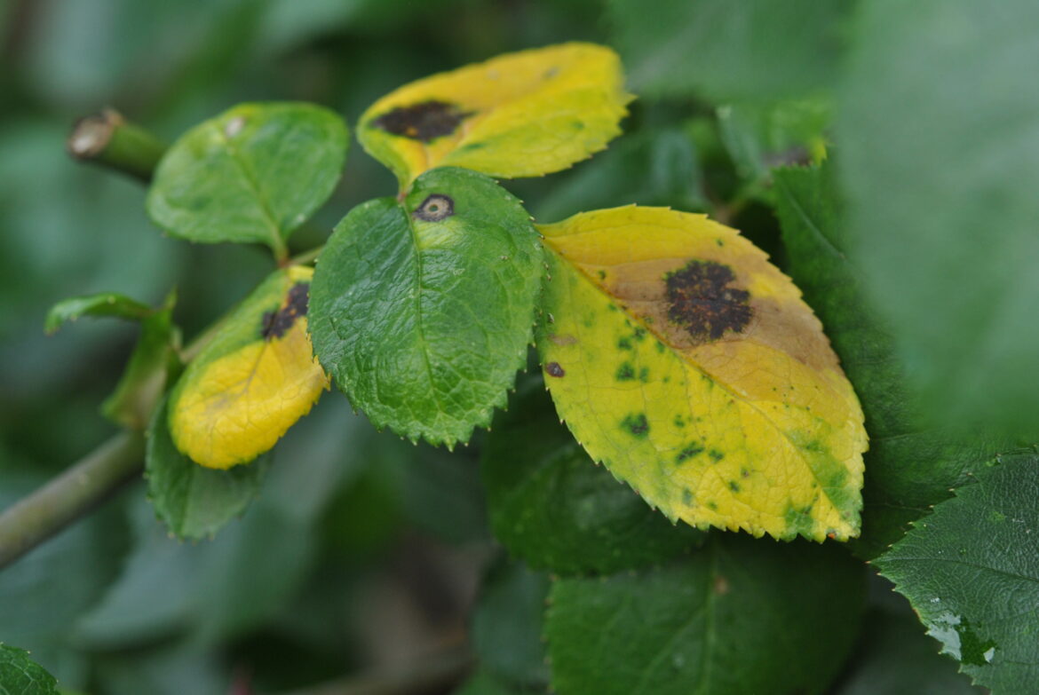 Quand traiter les rosiers contre les taches noires ?