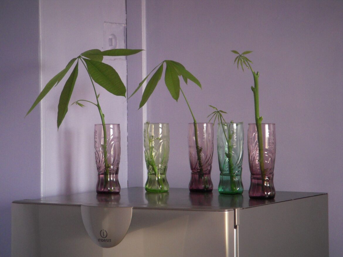 Quand vaporiser pachira ?