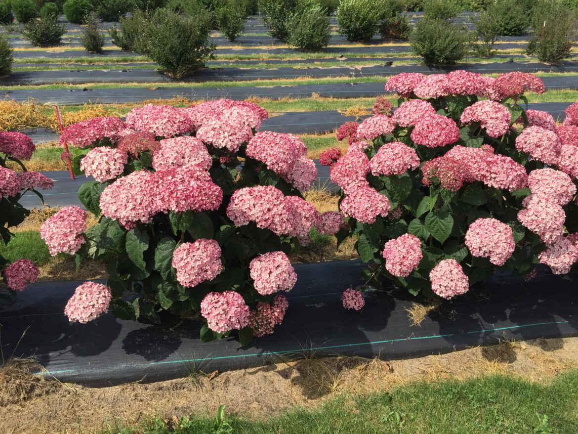 Quel Hydrangea supporte le soleil ?