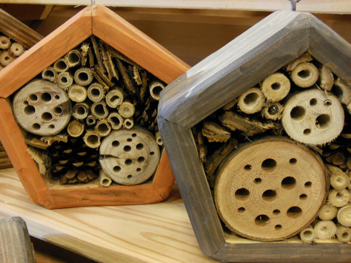 Quel abri pour les coccinelles ?