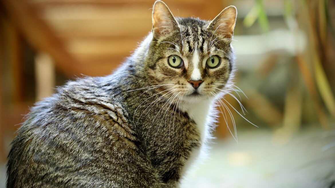 Quel âge un chat est vieux ?