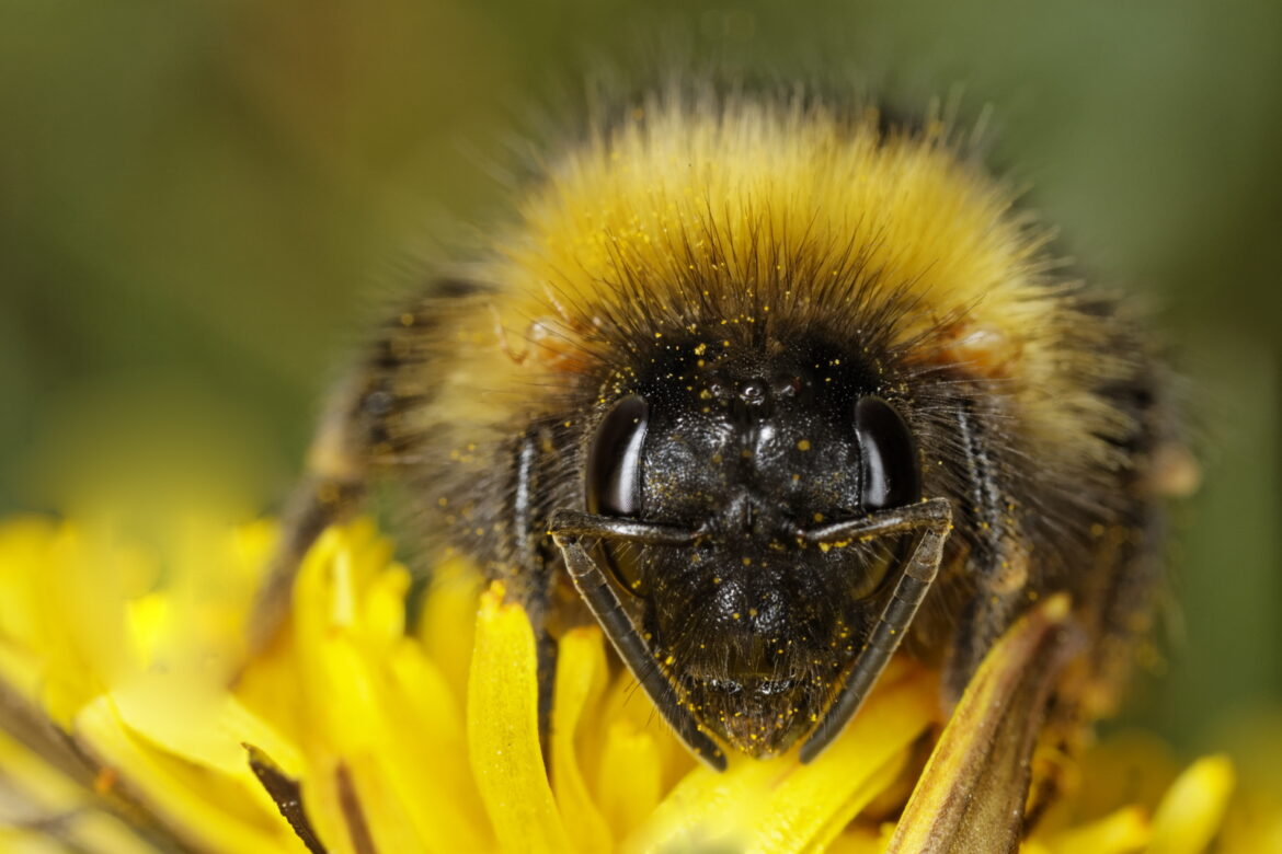 Quel animal mange le bourdon ?
