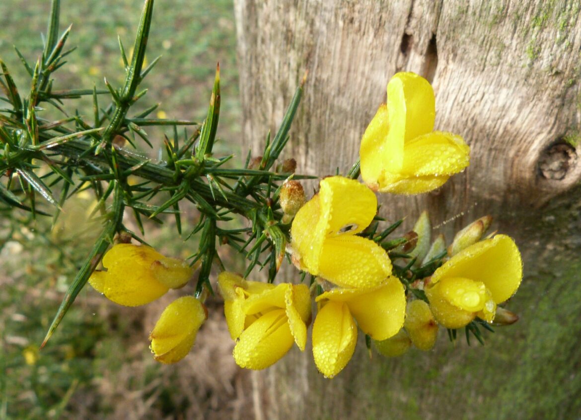 Quel animal mange les ajoncs ?