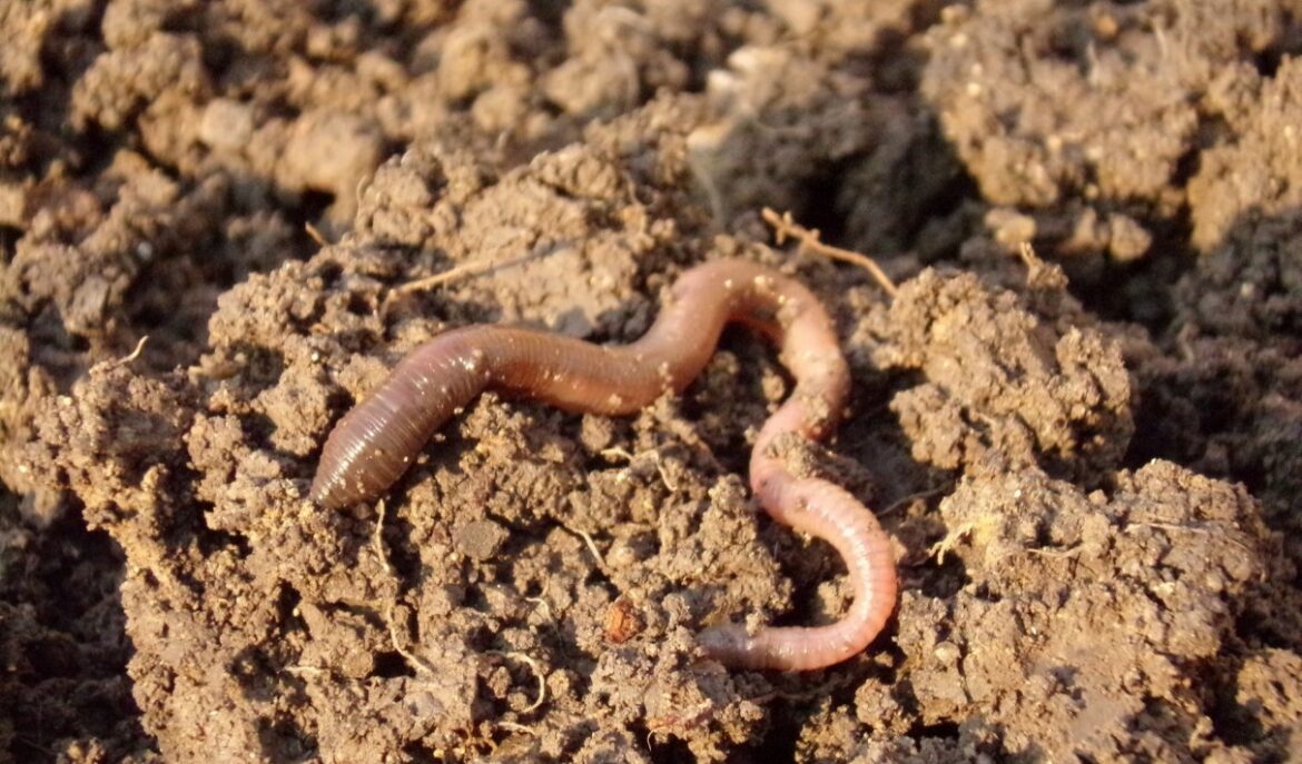 Quel animal mange un ver de terre ?