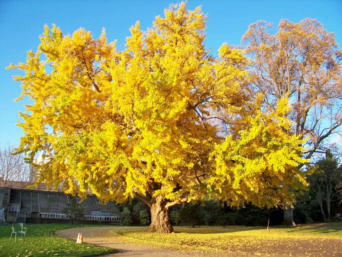 Quel arbre à résister à la bombe Hiroshima ? - Housekeeping Magazine