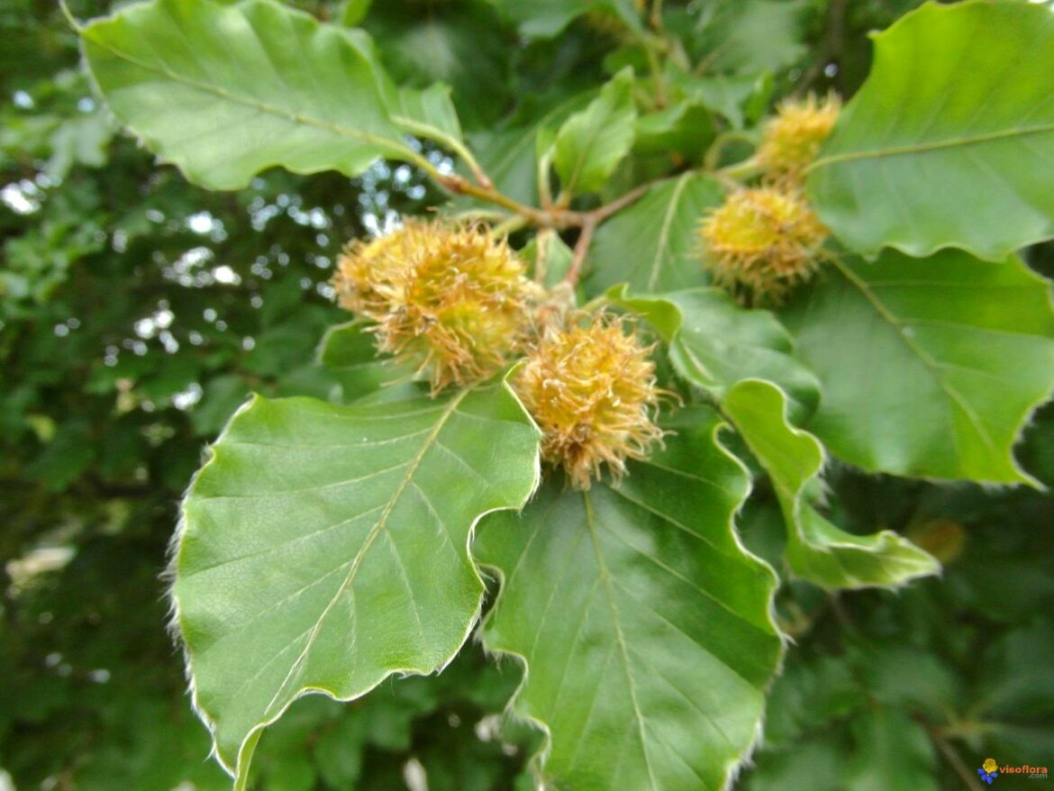 Quel arbre est le roi de la forêt ?