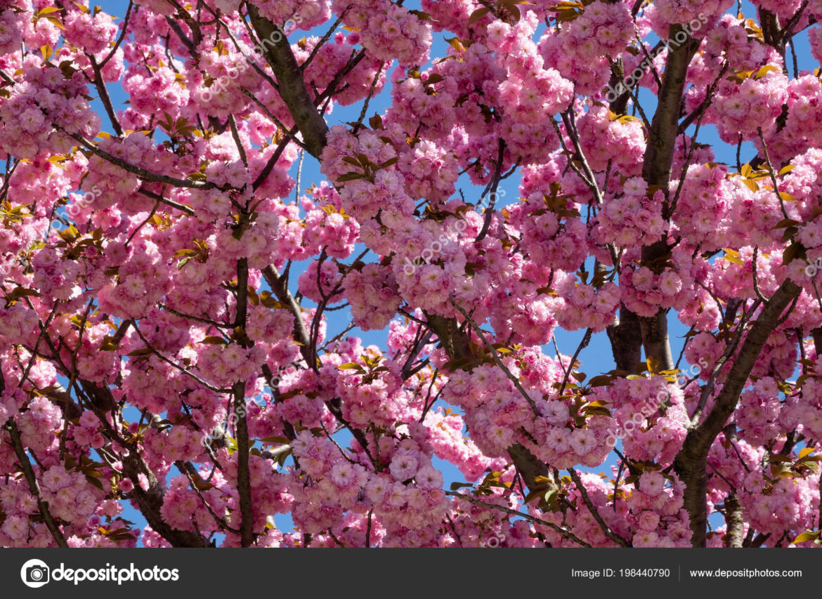 Quel arbre fleurit en février ?