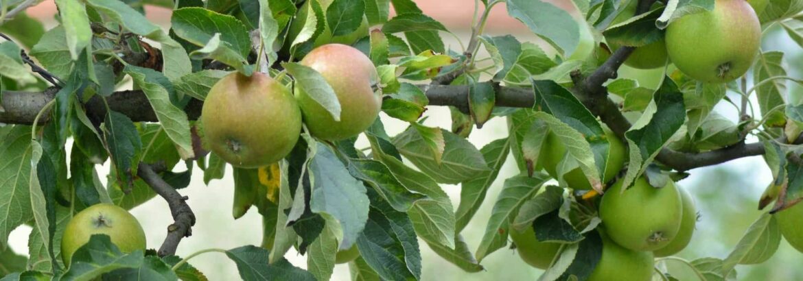 Quel arbre fruitier n'a pas besoin de beaucoup de soleil ?