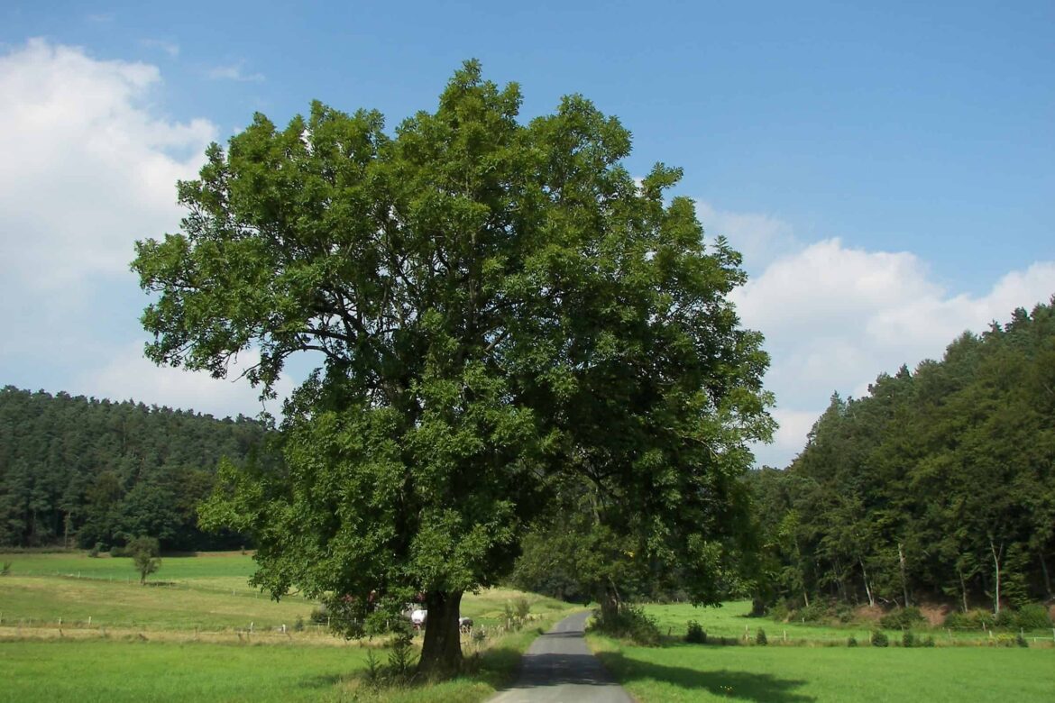 Quel arbre peut être planté près d'une maison ?