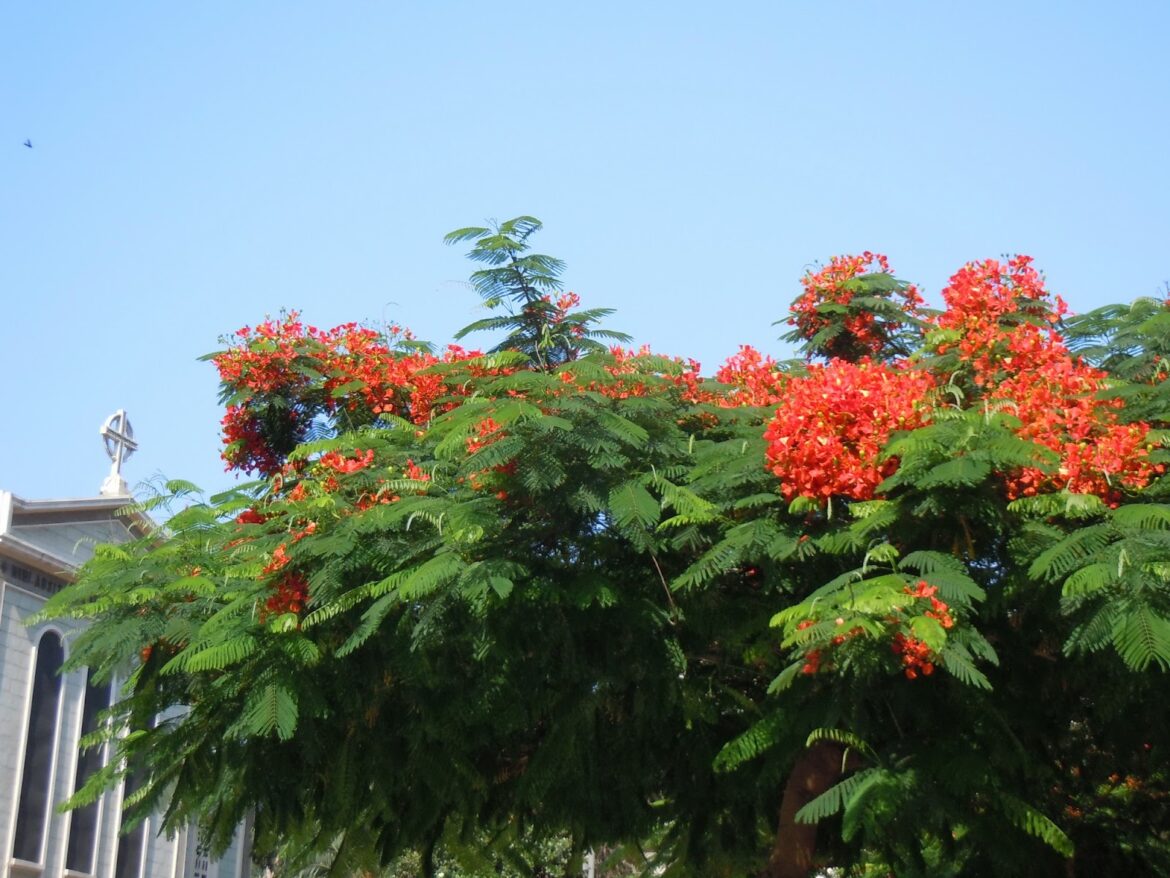 Quel arbre pour faire parasol ?