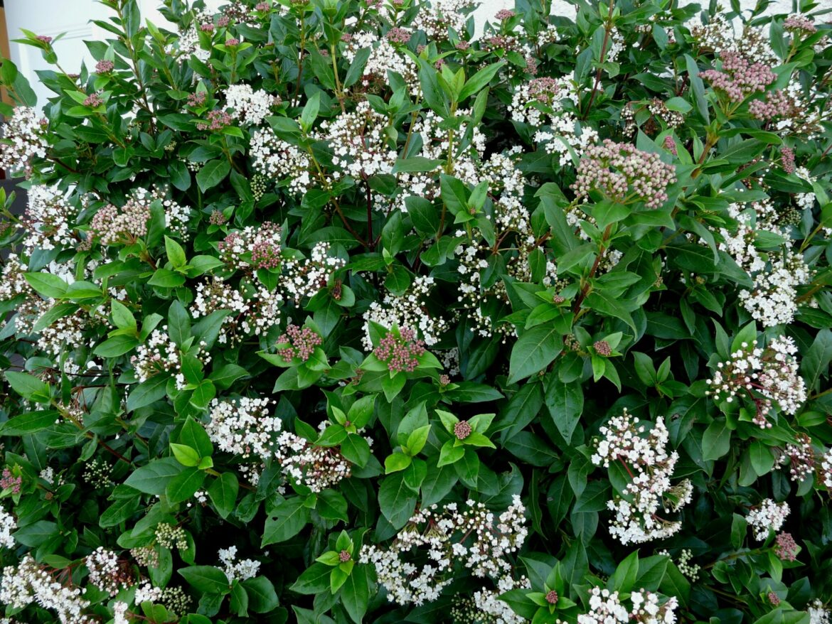 Quel arbre pour une haie brise-vue ?