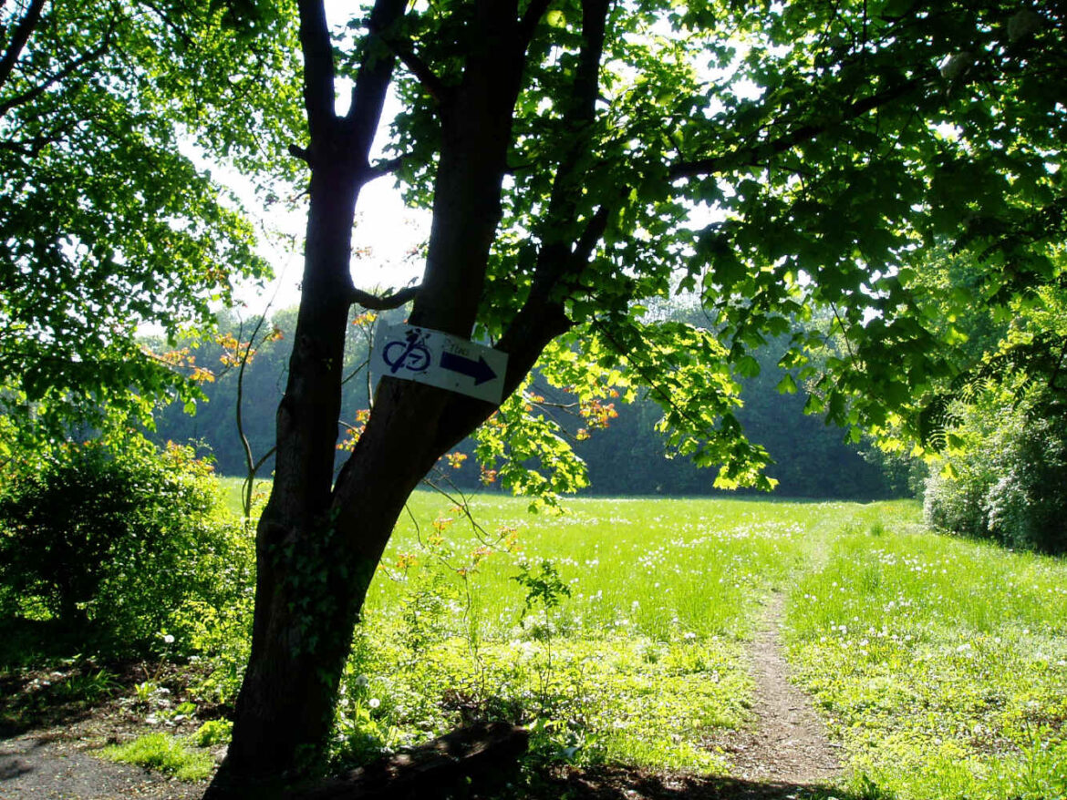 Quel arbuste aime l'eau ?