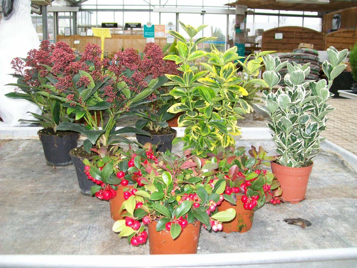 Quel arbuste persistant croissance rapide ?