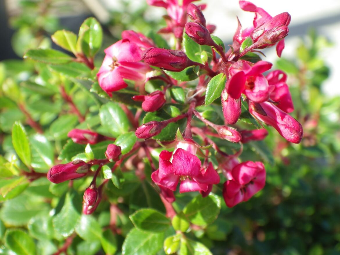 Quel arbuste persistant croissance rapide ?