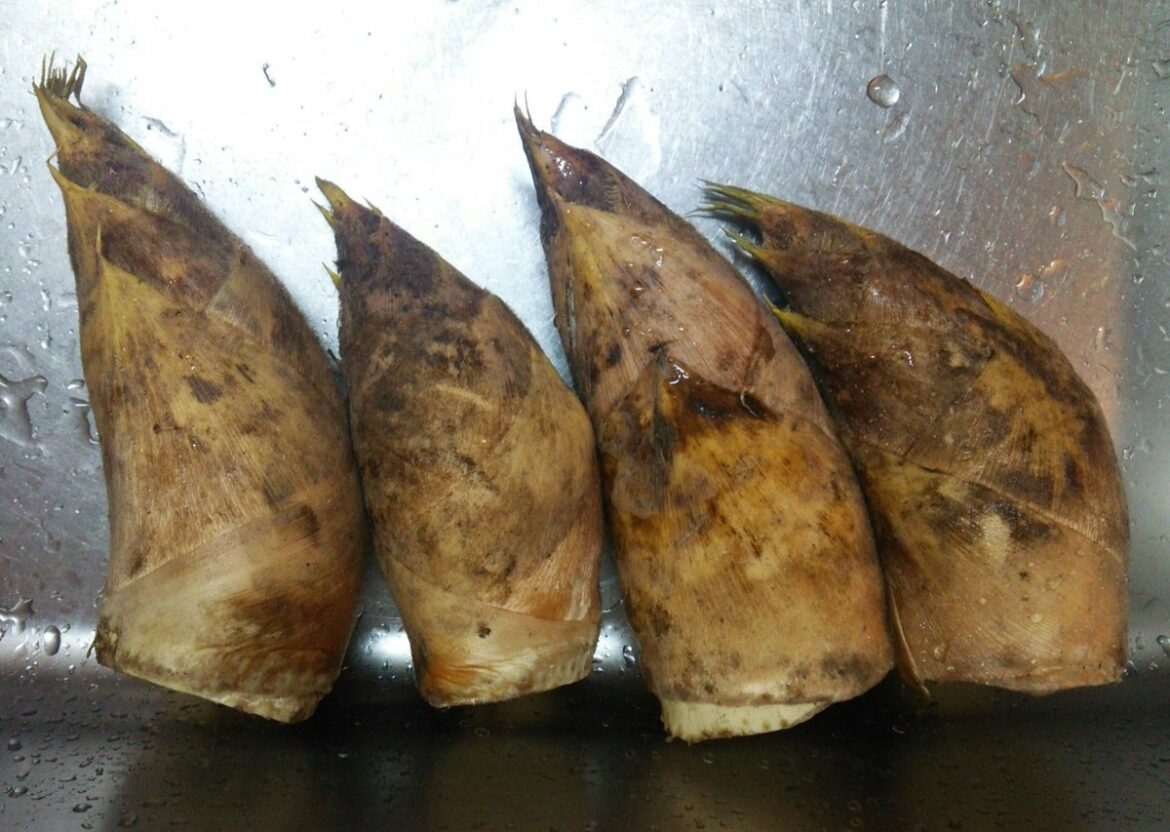 Quel bambou pour une haie brise vue ?