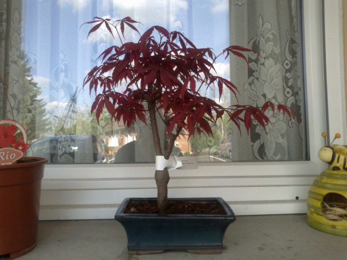 Quel bonsaï en plein soleil ?