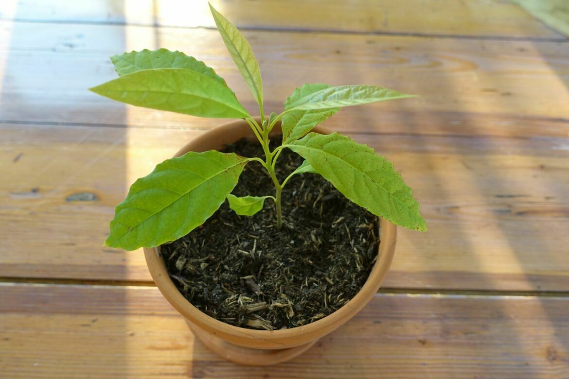 Quel climat pour faire pousser des avocats ?