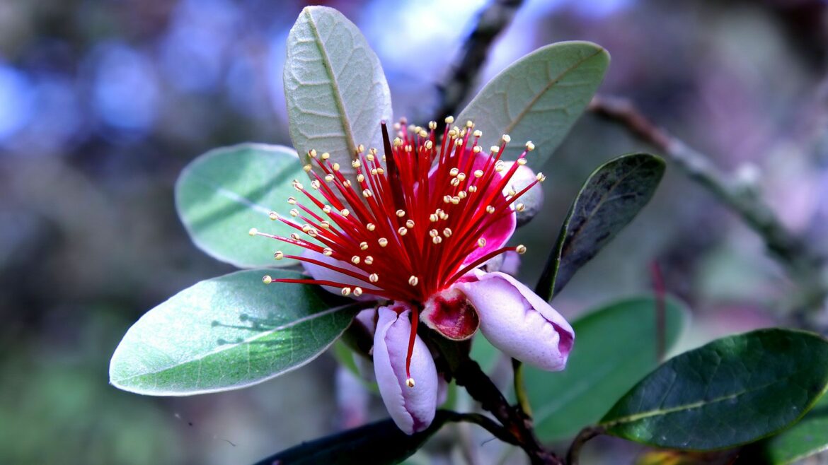 What climate for feijoa? Housekeeping Magazine Decoration Ideas