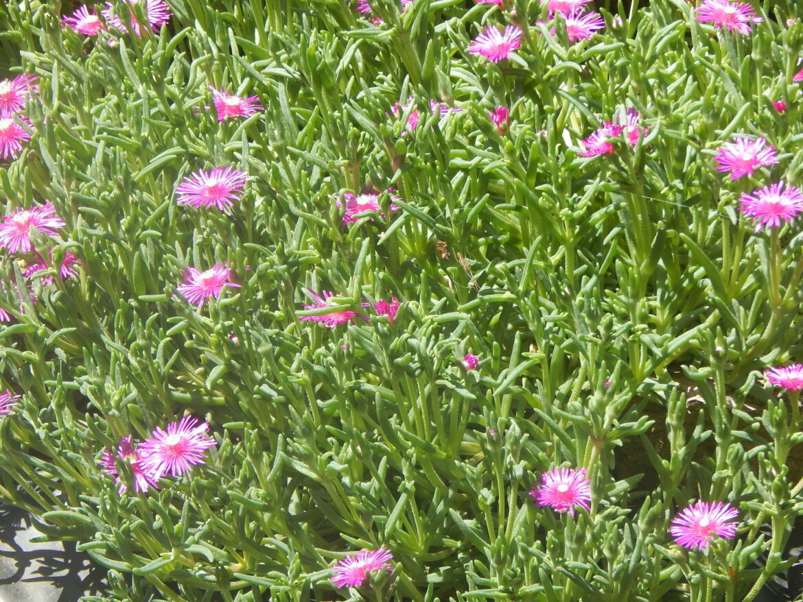 Quel couvre-sol pour éviter les mauvaises herbes ?