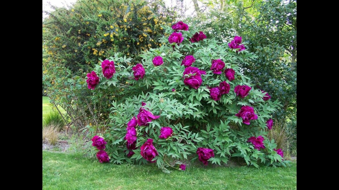 Quel emplacement pour une pivoine ?