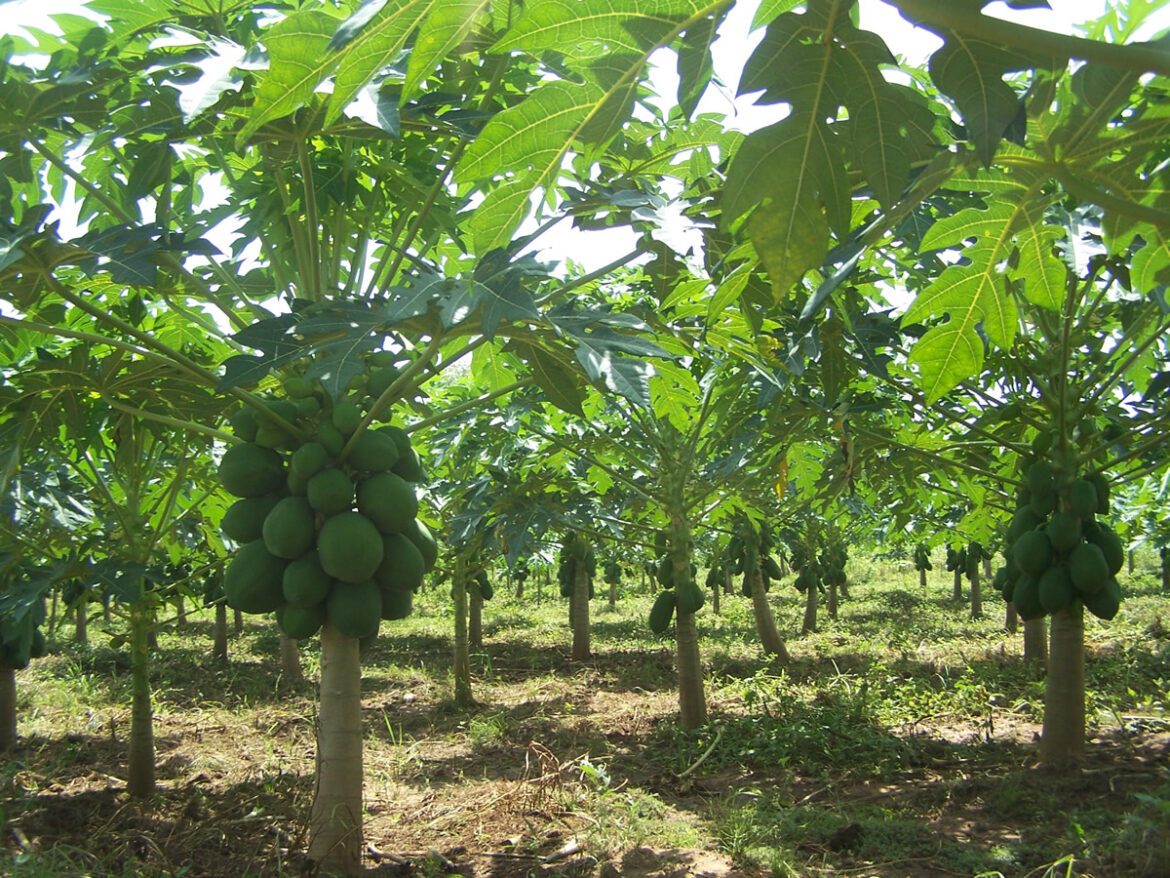 Quel engrais pour le papayer ?