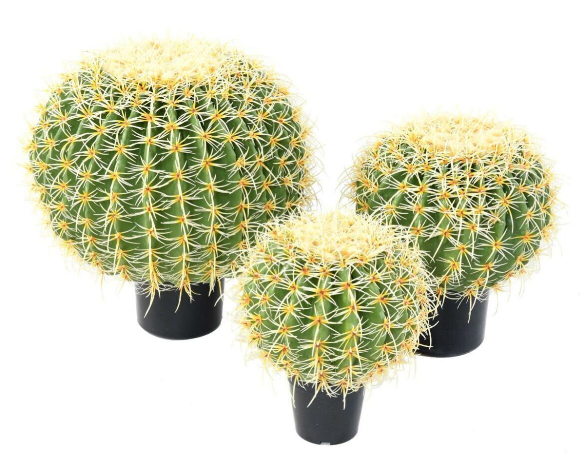 Quel engrais pour les cactus ?