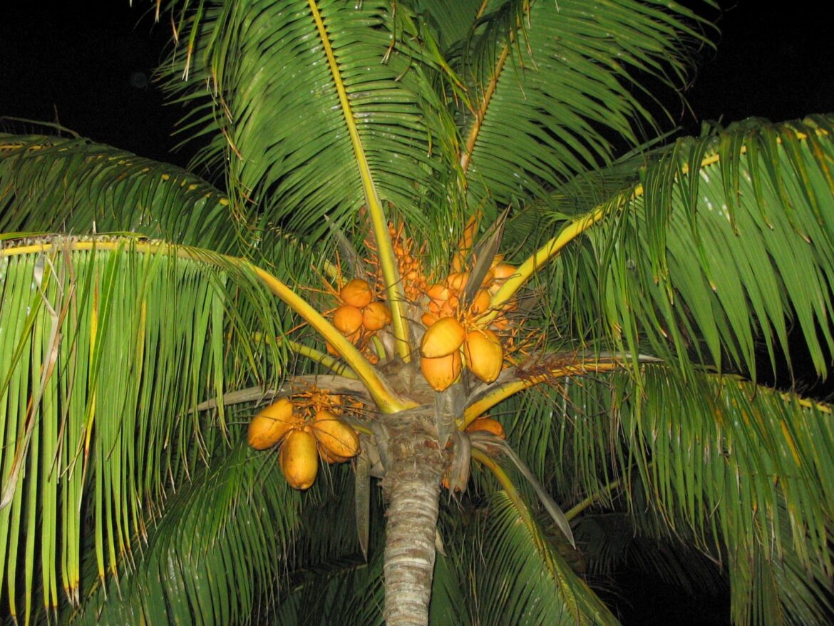 Quel est la durée de vie d'un cocotier ?