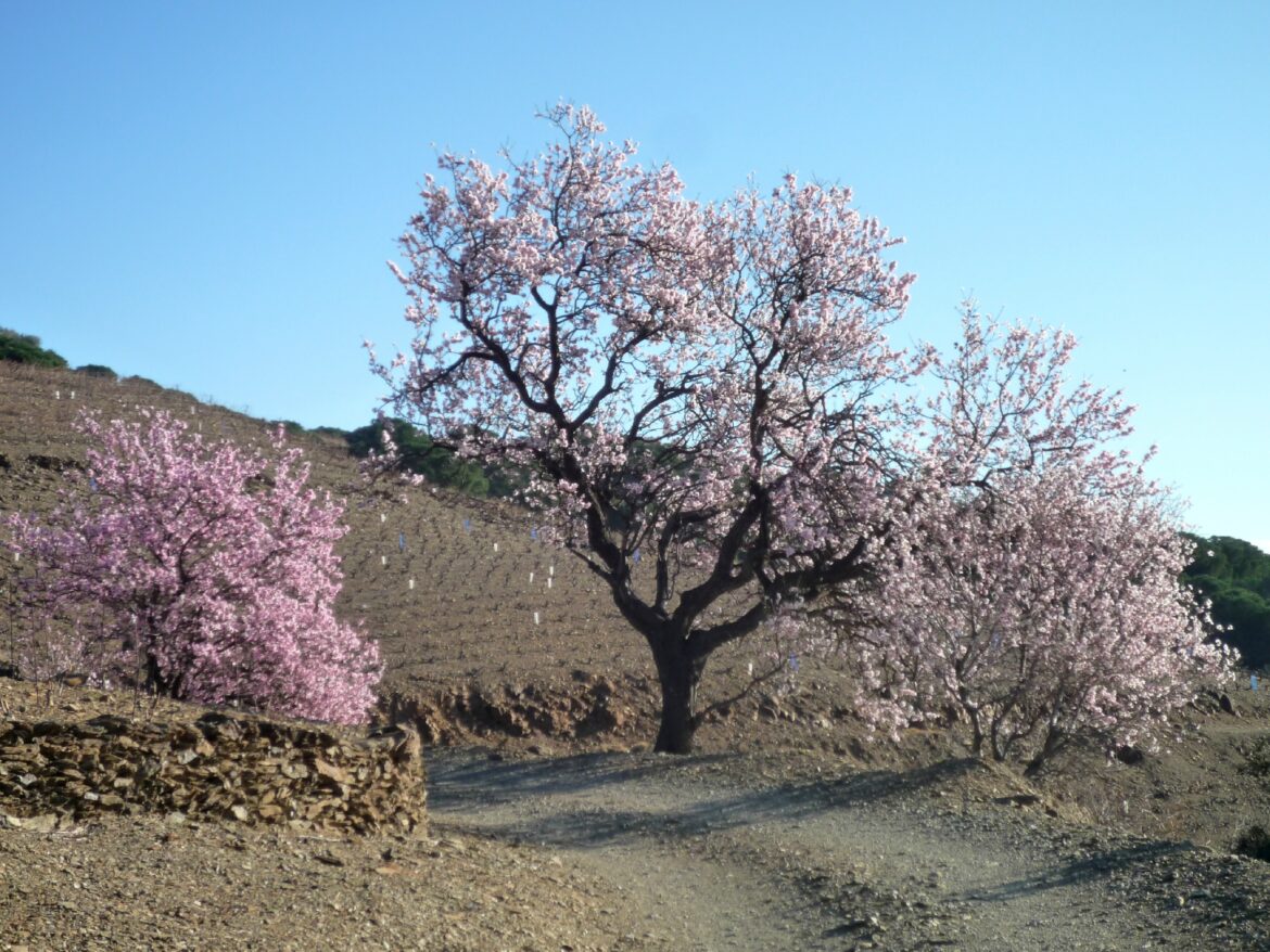 Quel est la hauteur d'un amandier ?
