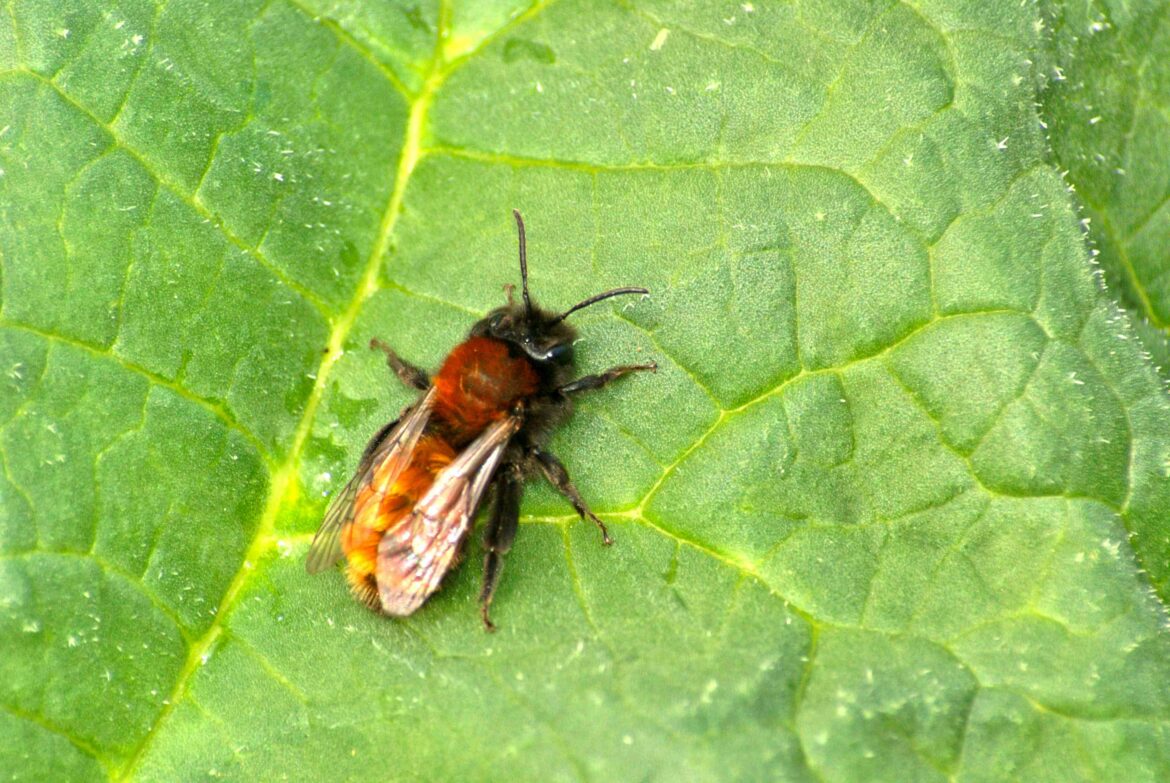 Quel est l'abeille la plus dangereuse du monde ?