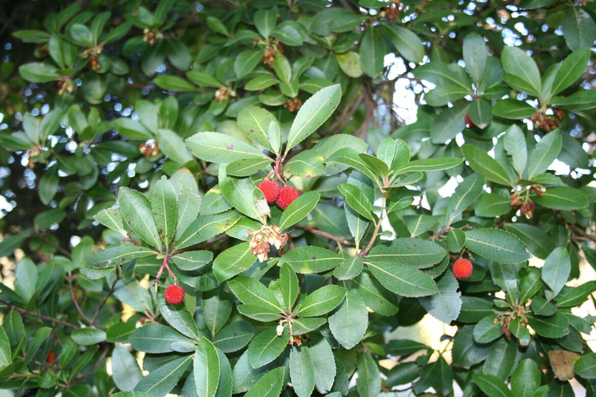 Quel est l'arbre de l'ananas ?