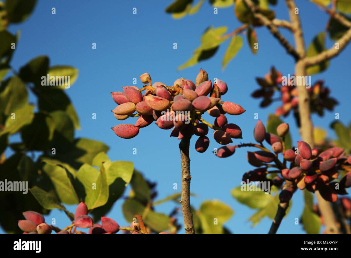 Quel est l'arbre qui produit les pistaches ?