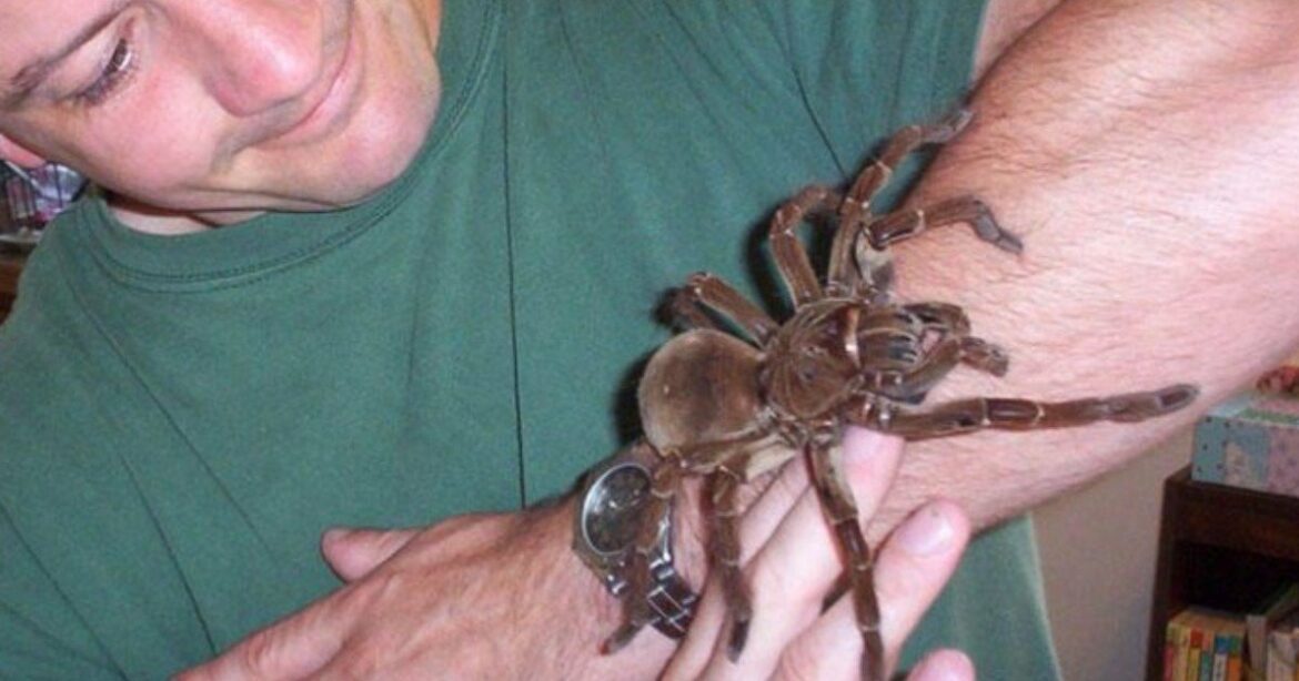 Quel est le cri de l'araignée ?