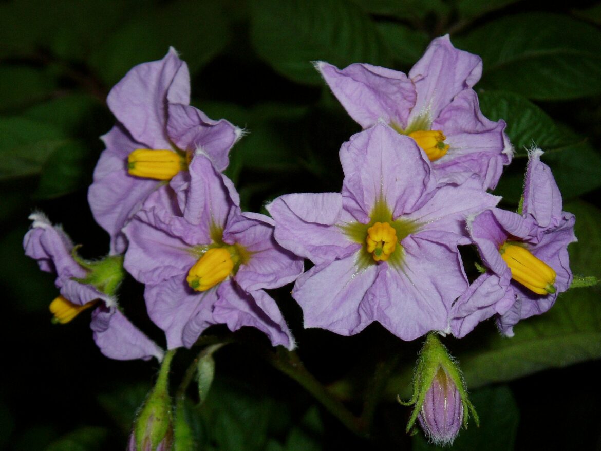 Quel est le cycle de l'aubergine ?