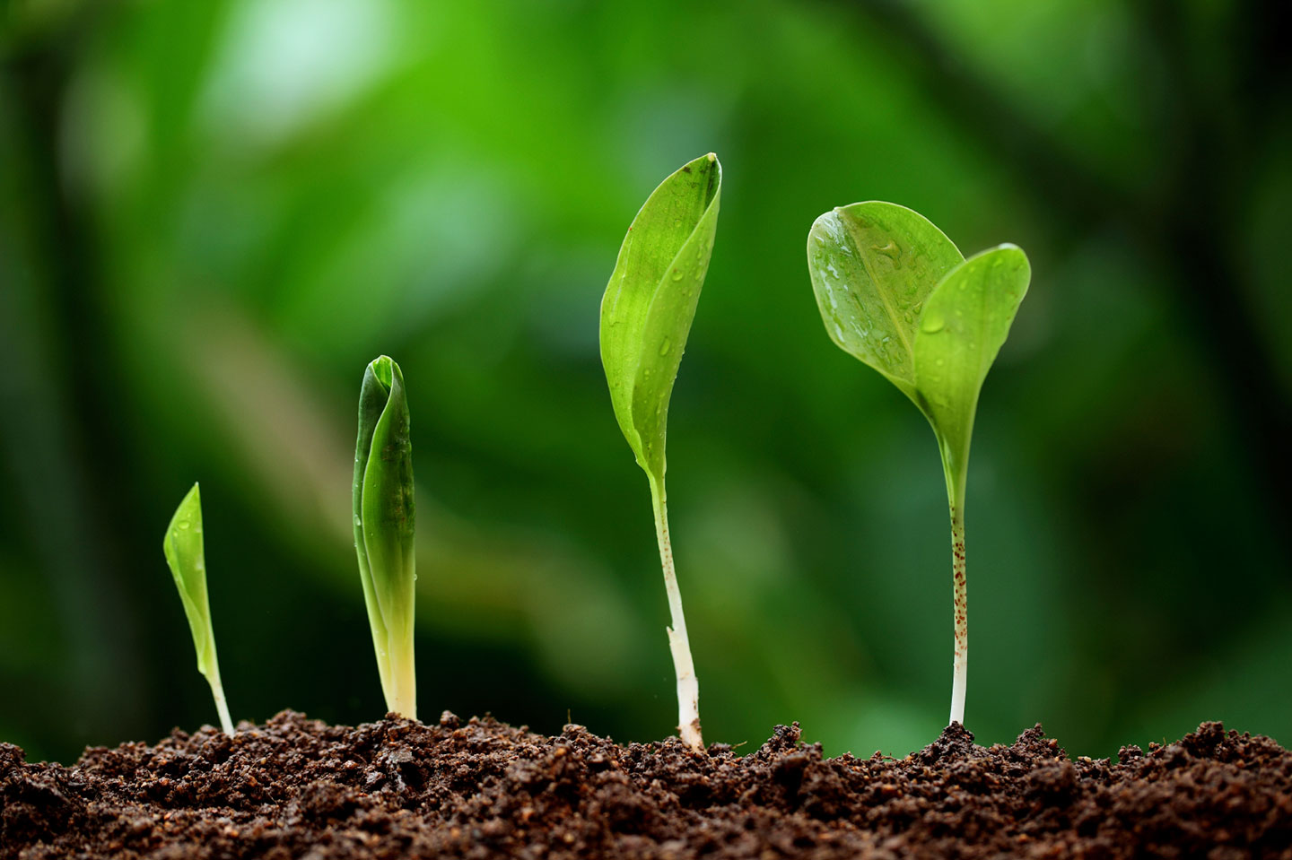Признаки описывающие рост растения. Рост растений. Рост травы. Замедление роста растений. Жизнь растений..